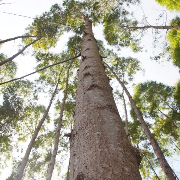 Reforestation